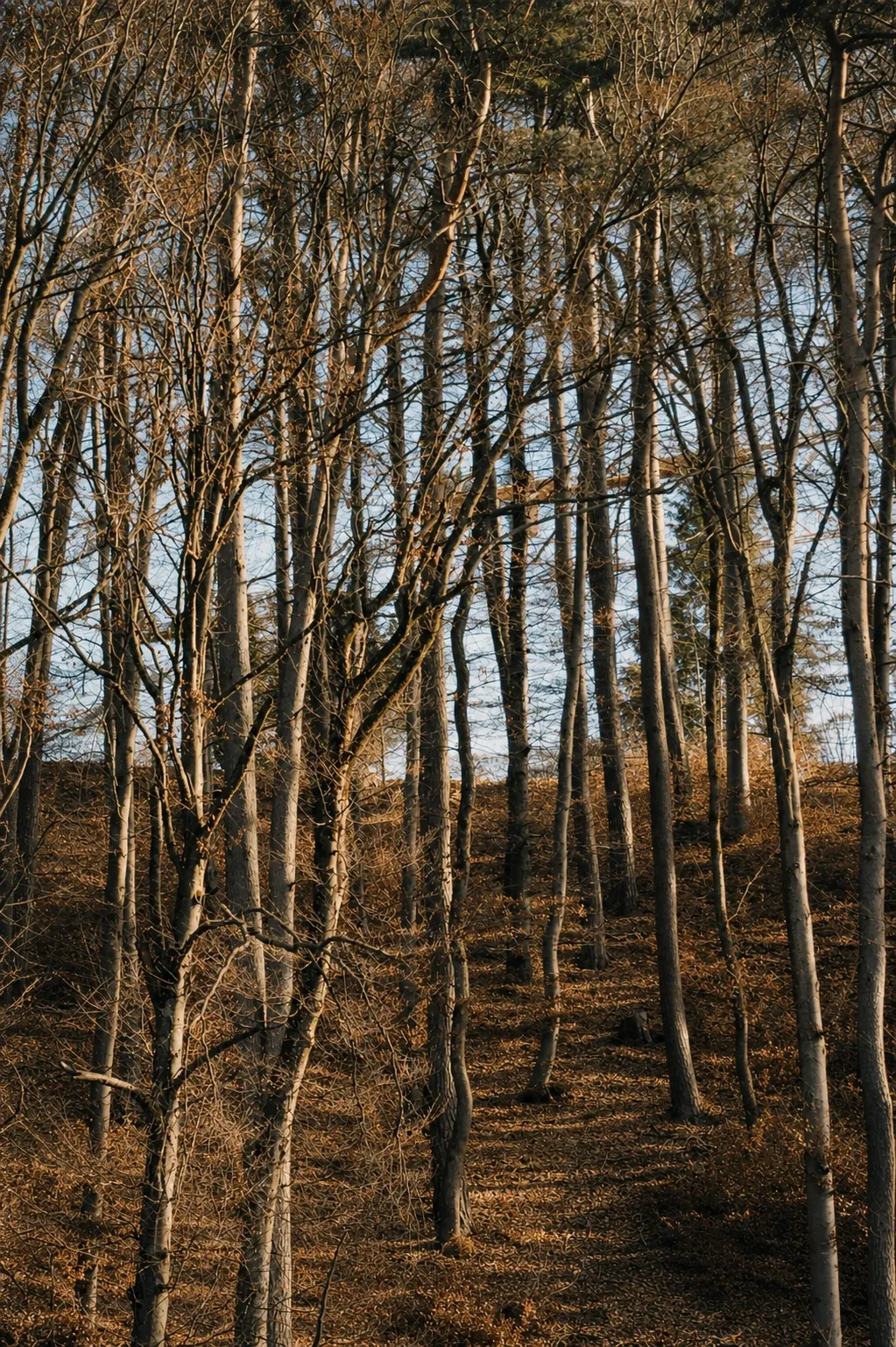 Lichter Schweizer Wald im warmen Morgenlicht